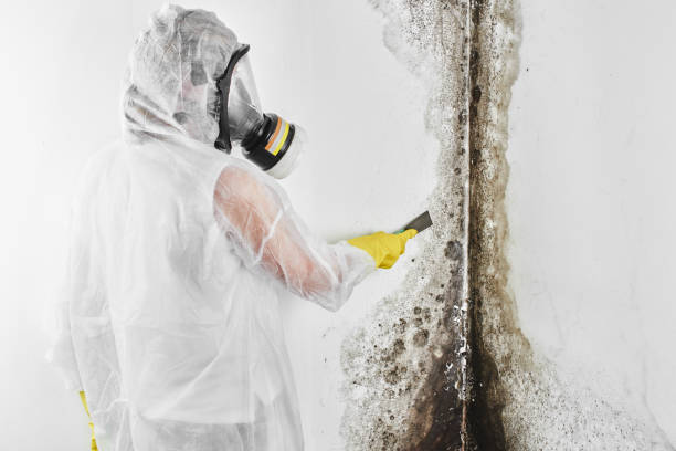 Best Toxic Mold Removal  in Bakersfield, CA