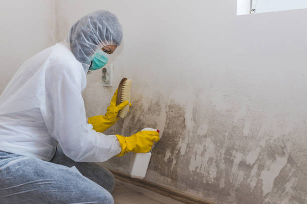 Best Certified Mold Removal  in Bakersfield, CA
