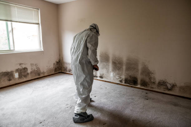 Best Mold Damage Repair  in Bakersfield, CA