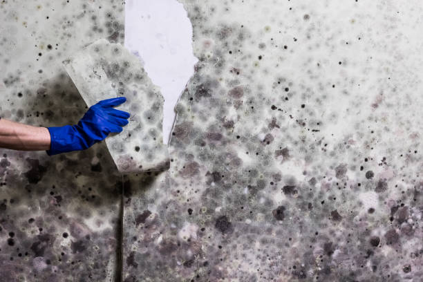 Best Mold Inspection  in Bakersfield, CA