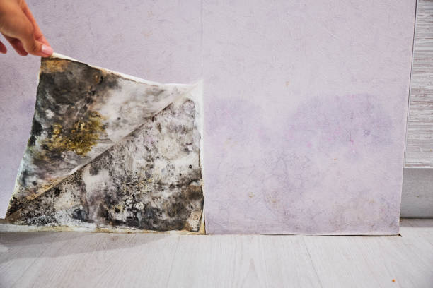 Best Professional Mold Removal  in Bakersfield, CA